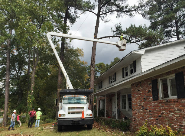 How Our Tree Care Process Works  in  Peekskill, NY