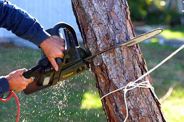Best Lawn Irrigation Installation and Maintenance  in Peekskill, NY