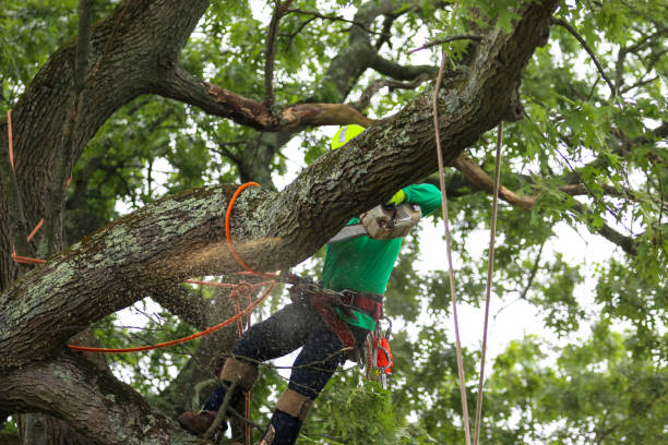Best Emergency Tree Removal  in Peekskill, NY