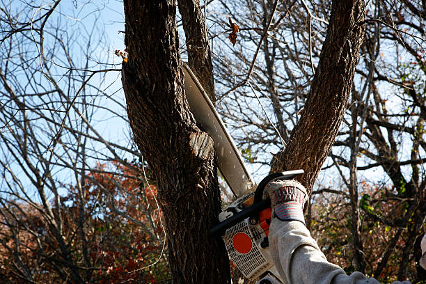 Best Tree Mulching  in Peekskill, NY