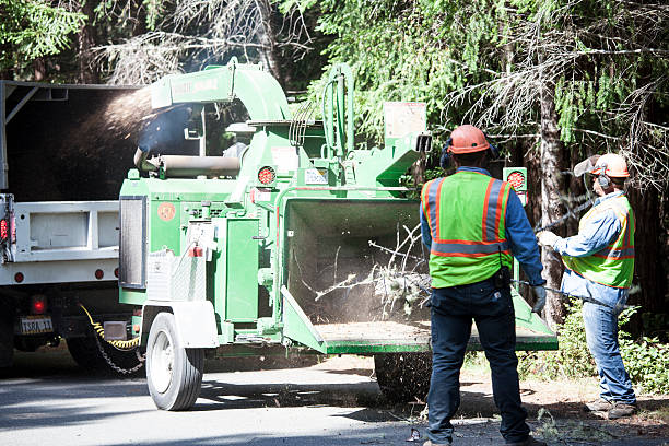 Best Fruit Tree Pruning  in Peekskill, NY