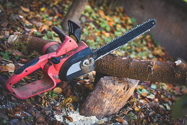 Best Stump Grinding and Removal  in Peekskill, NY