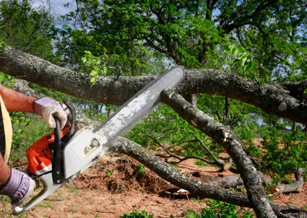 Reliable Peekskill, NY Tree Care Solutions