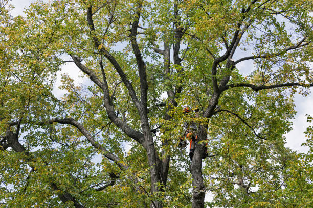 Tree and Shrub Care in Peekskill, NY